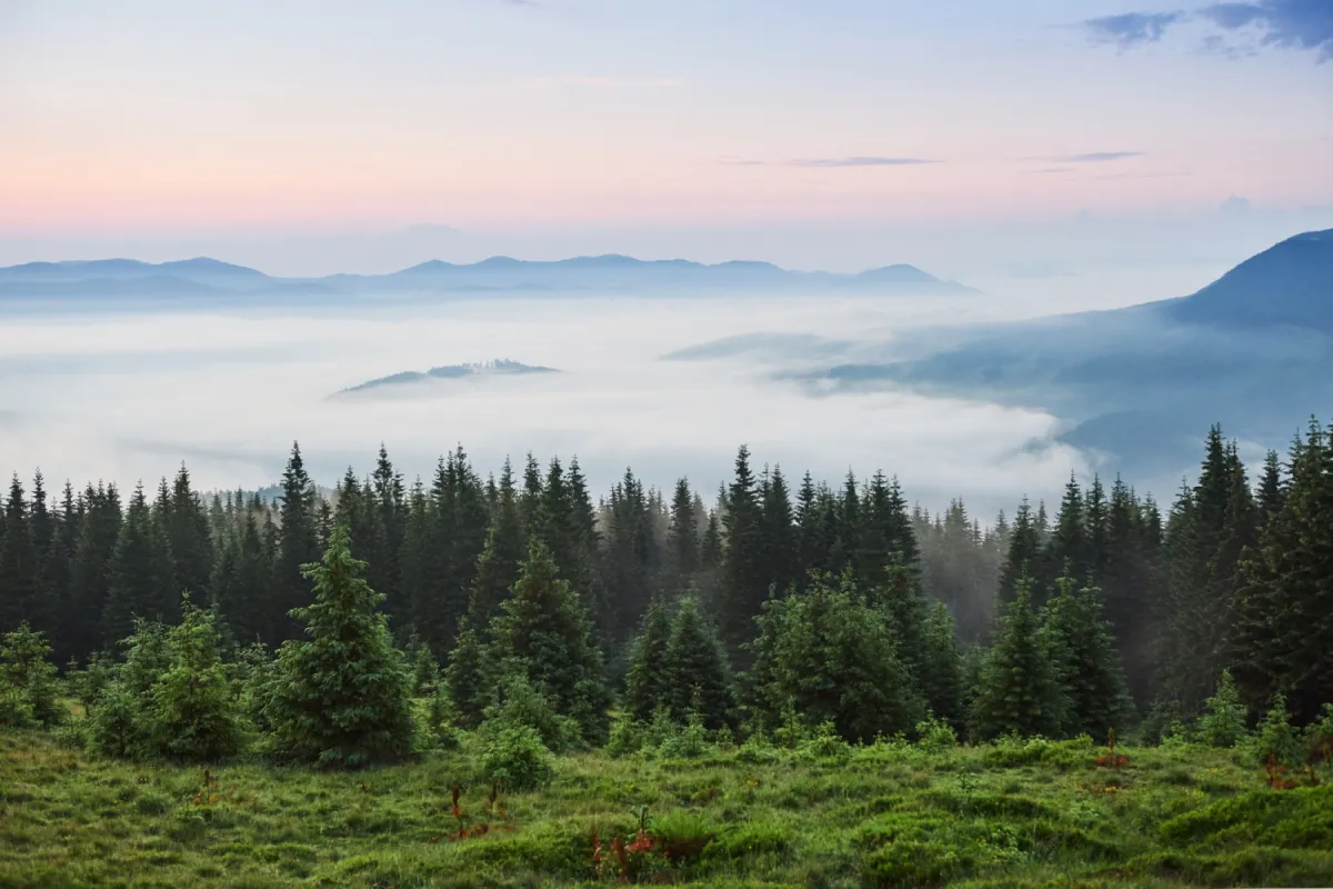 Fog rolling over evergreen mountain forest