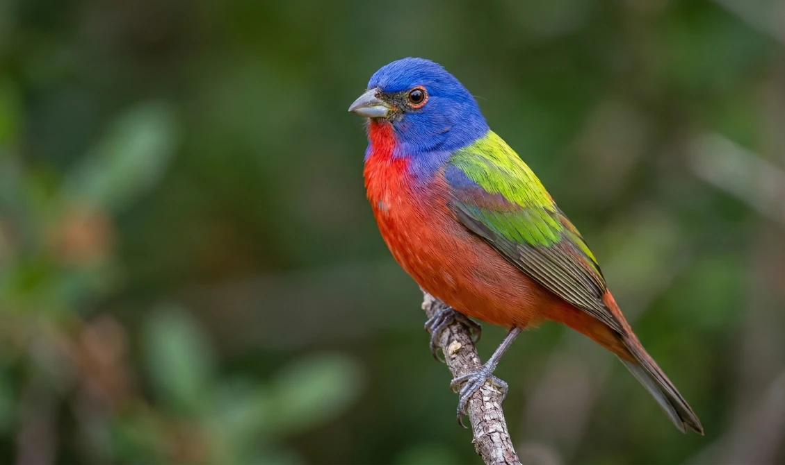 painted bunting bird Goliad State Park Texas birding